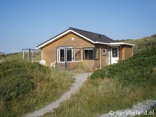 Eider, Winter on Vlieland