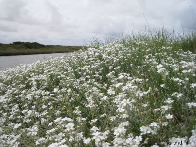 de Wadloper