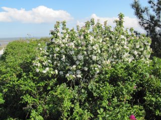 Spring-on-Vlieland