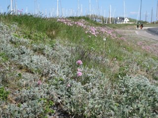 Spring-on-Vlieland