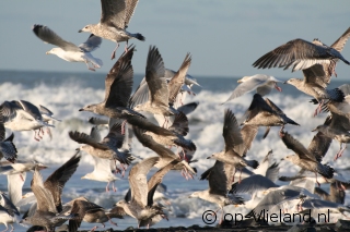 A breath of fresh air on Vlieland